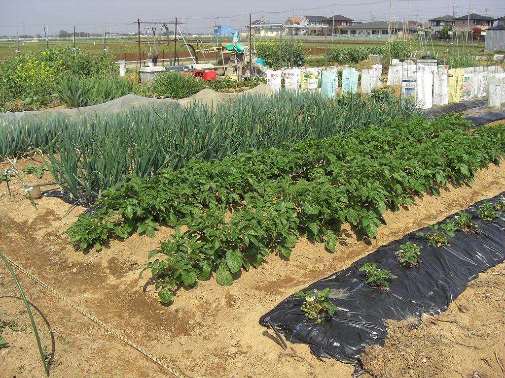 我が菜園