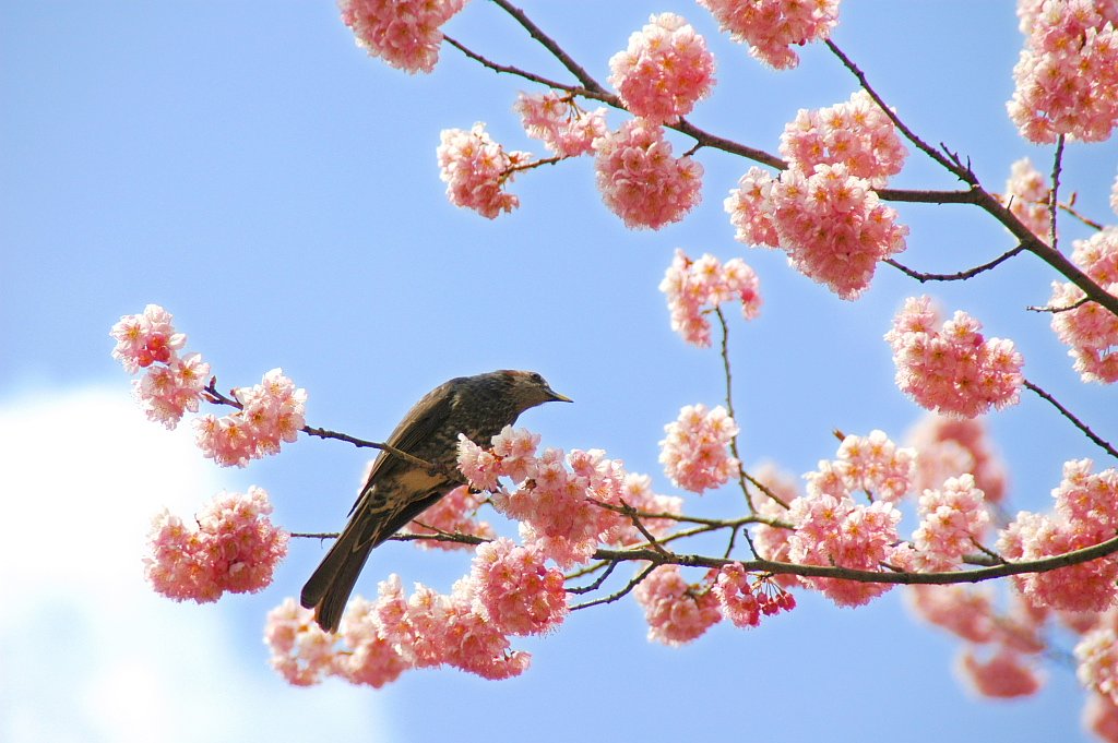 彼岸桜