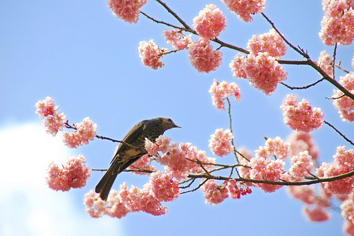 彼岸桜