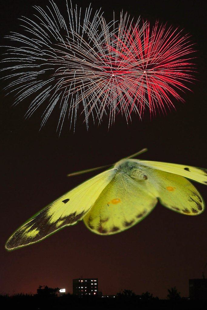 【スピード】花火と蝶