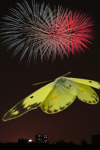 【スピード】花火と蝶
