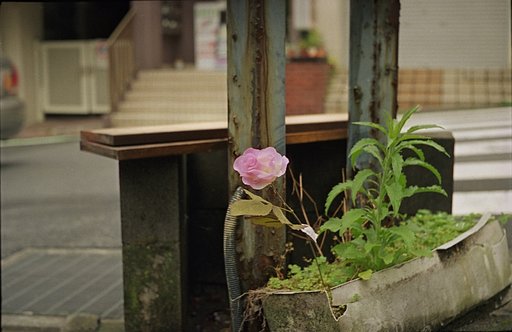 街の美化に孤軍奮闘中