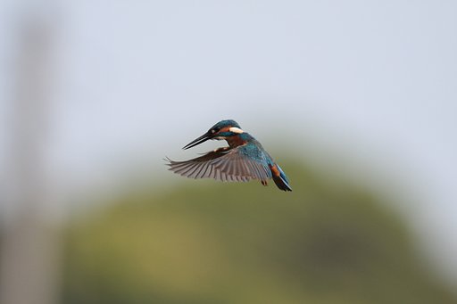 カワセミのホバリング