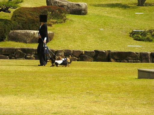 犬の散歩と偶然