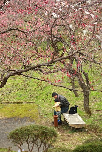 お花見日和