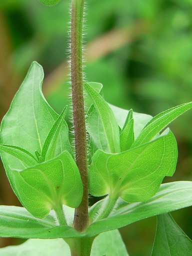 「毛」その32-茎
