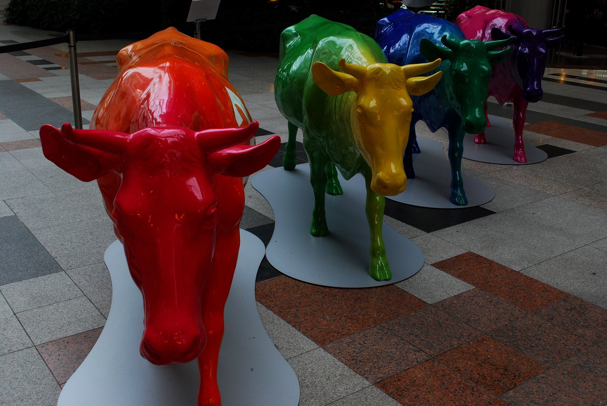 カラーCow