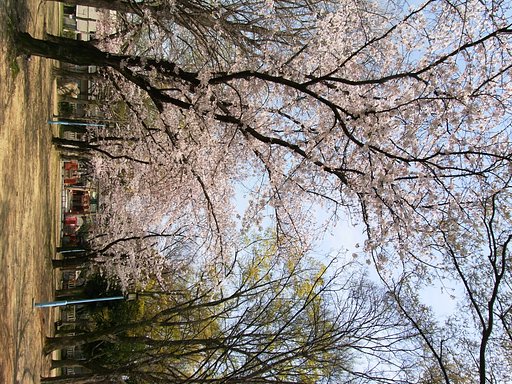 【桜】大阪はやっと…【満開】