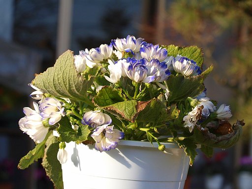 鉢植えの花