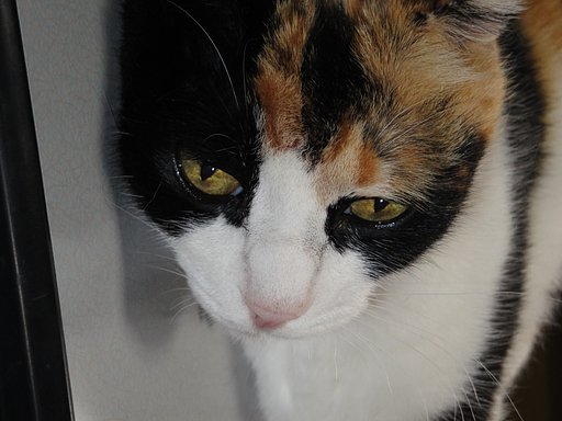三毛猫さん