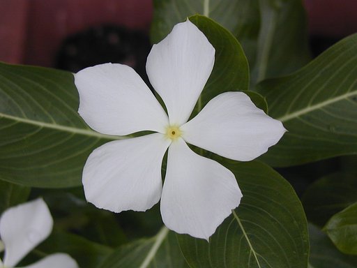 となりん家の花