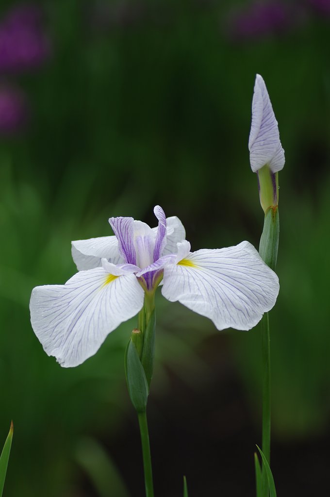 小雨の中の花菖蒲