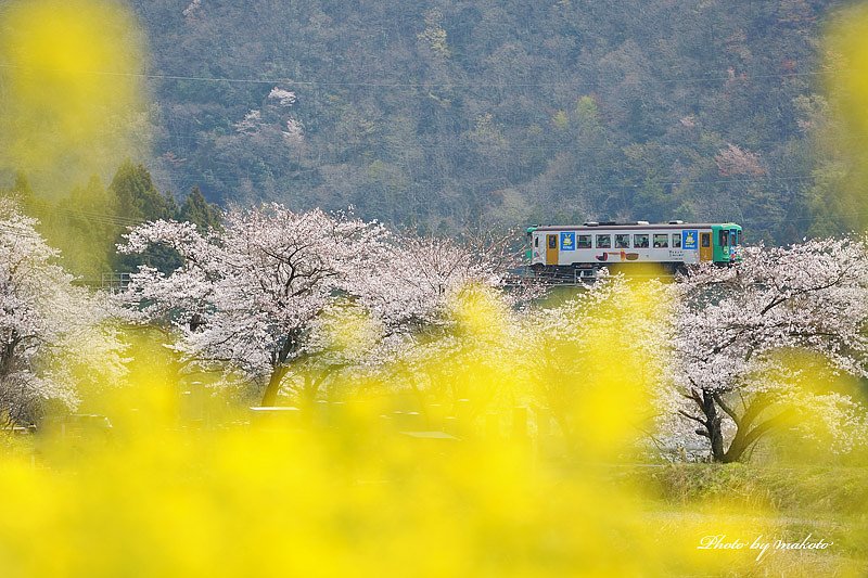 春色列車