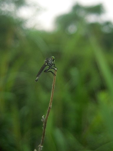 体長3mm程度。アブかなハエかな