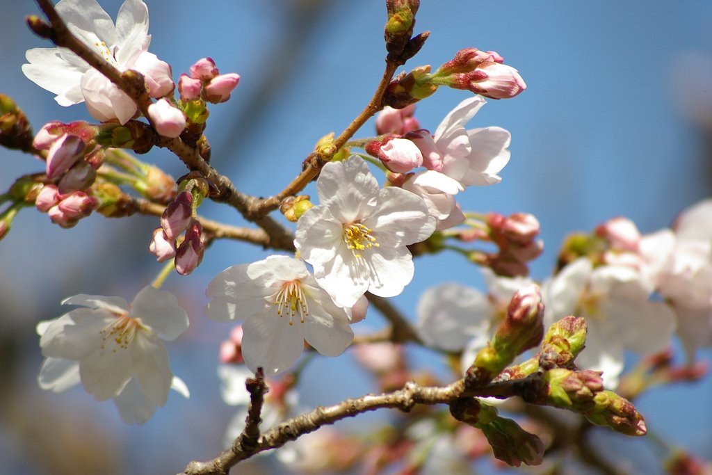 桜咲く