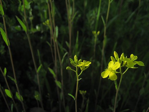 菜の花の影