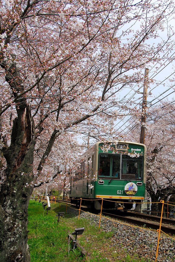 桜トンネル