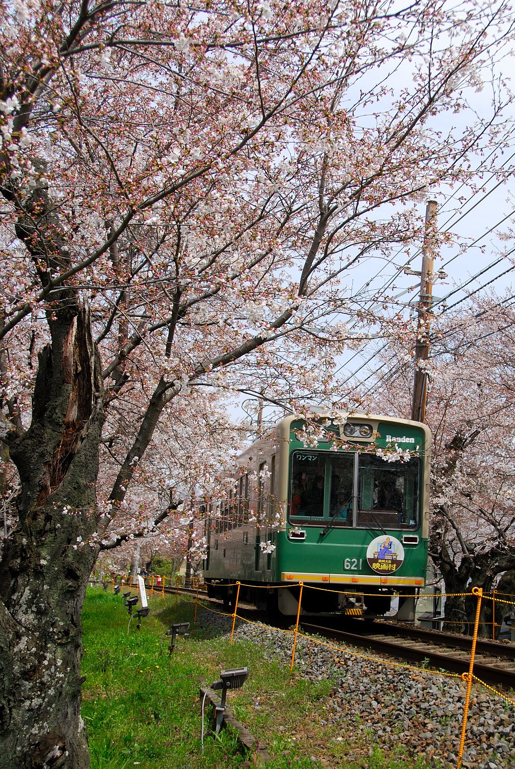 桜トンネル
