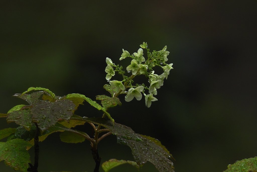 なんの花　？