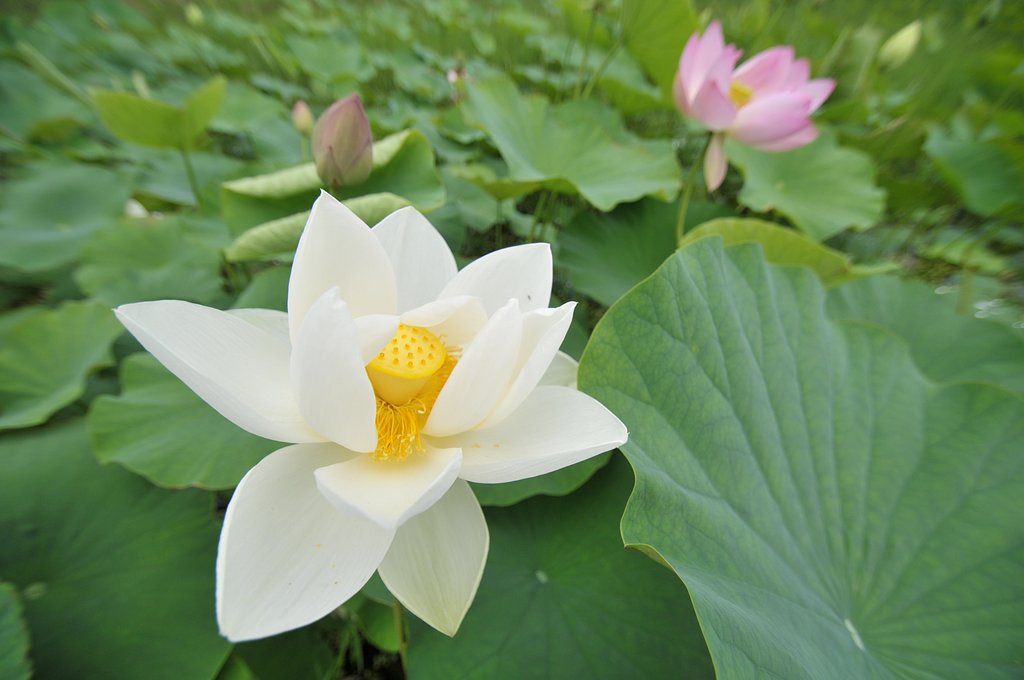 蓮池で