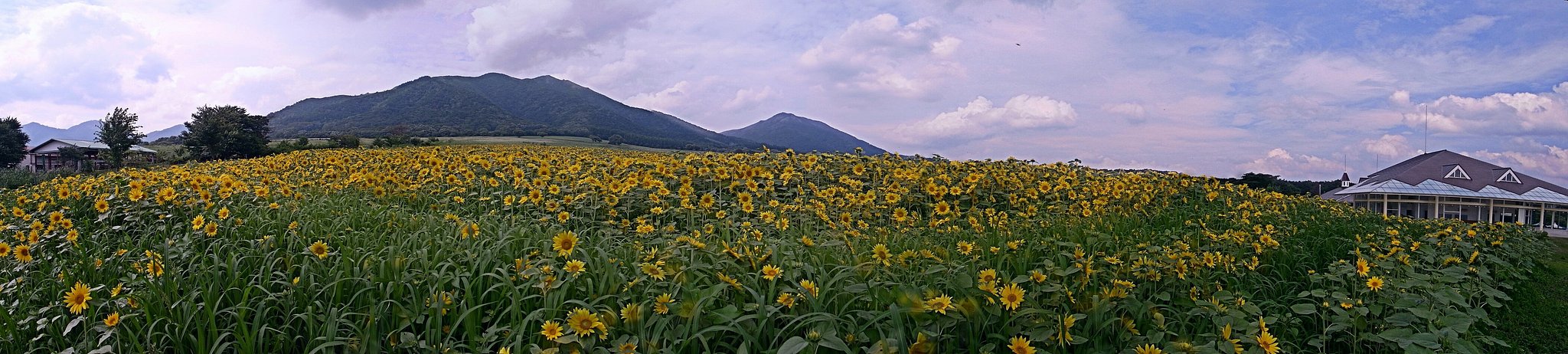 修正しました（蒜山高原＆ひまわり）