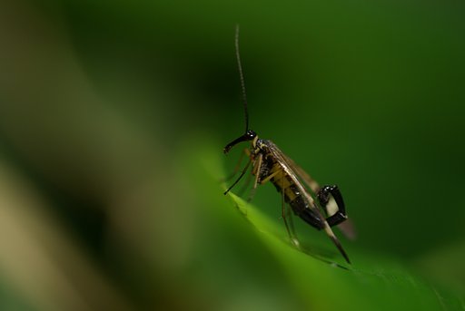 東京の里山から：Ｓｃｏｒｐｉｏｎ-ｆｌｙ