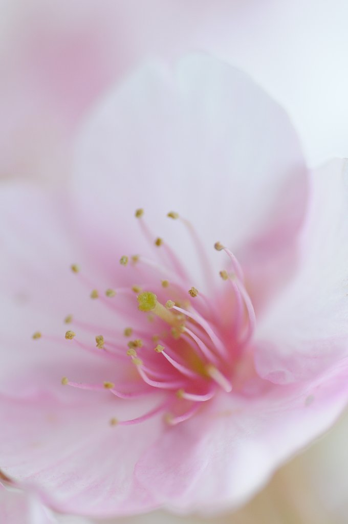 【ザ・ワールド】花の香り