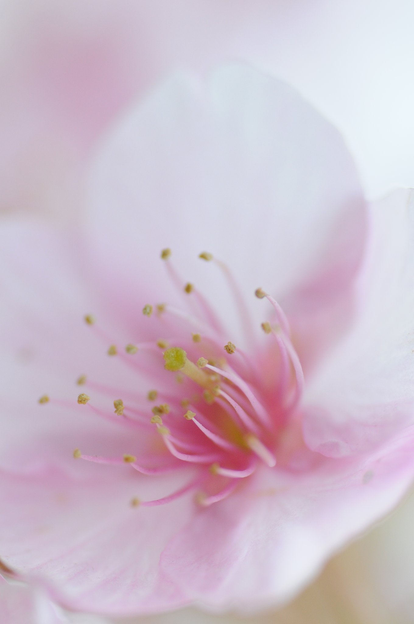 【ザ・ワールド】花の香り