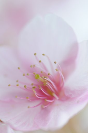 【ザ・ワールド】花の香り