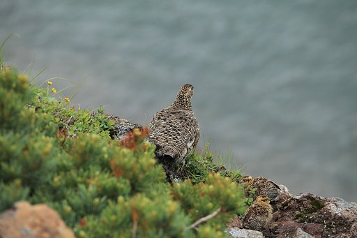 御嶽の親子