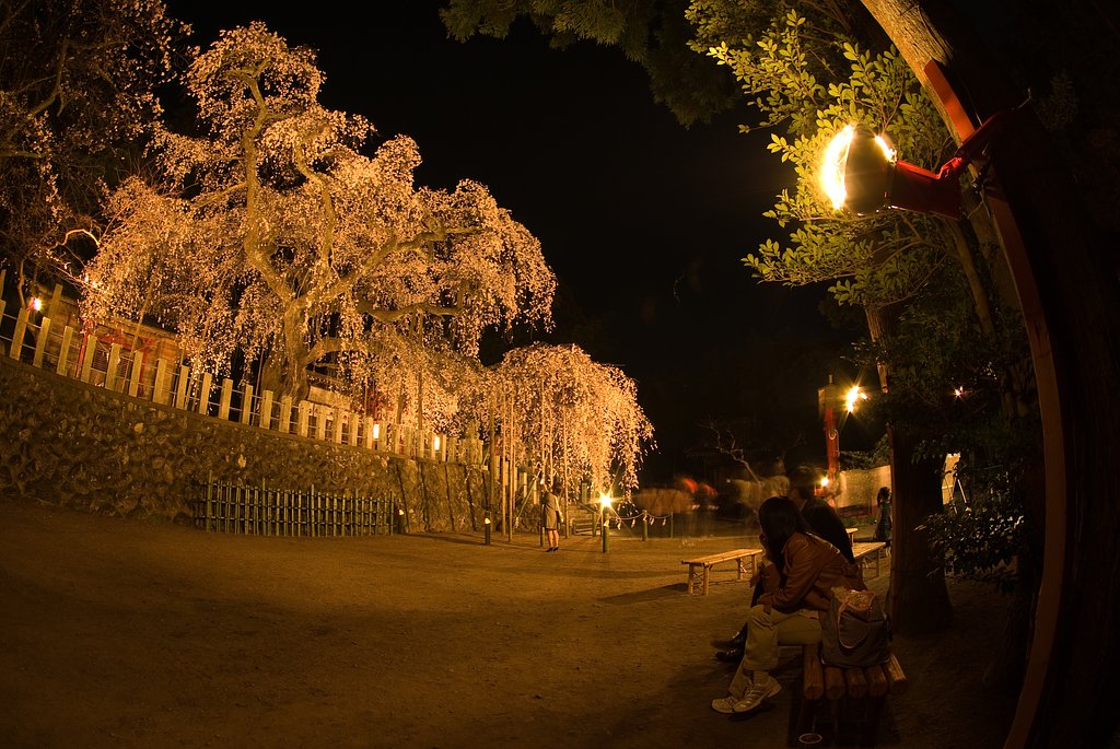 夜桜