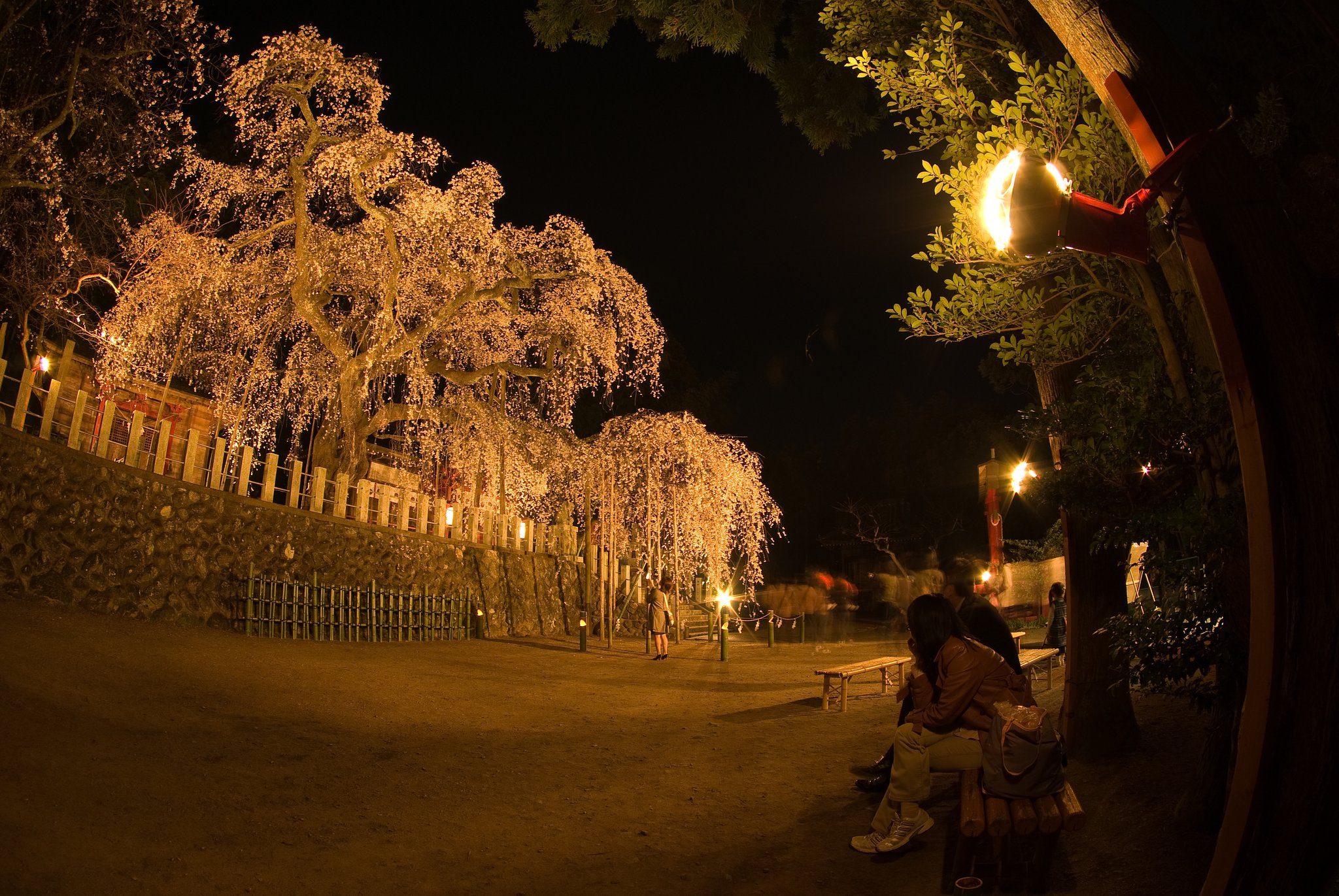 夜桜