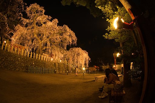 夜桜