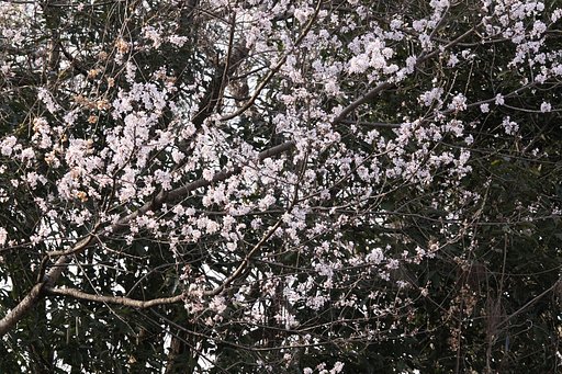 【ザ・ワールド】忘れられた桜