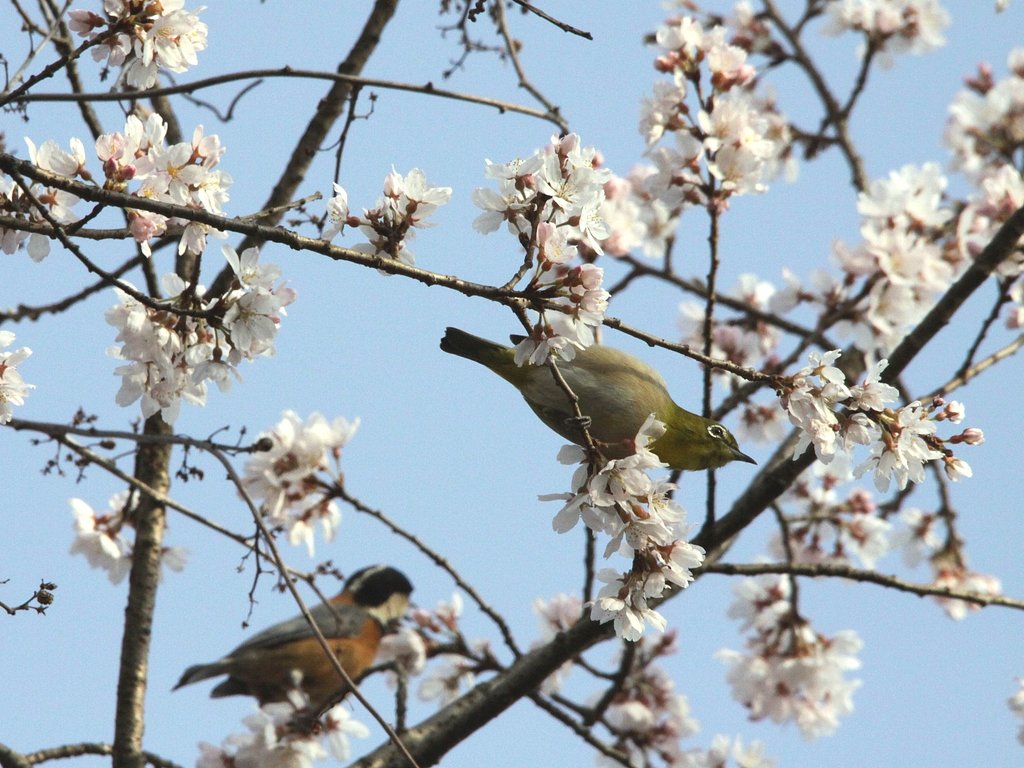 一応定番です