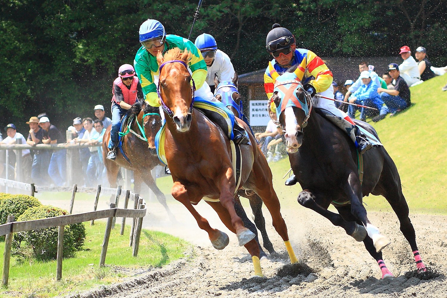 【彩】草競馬