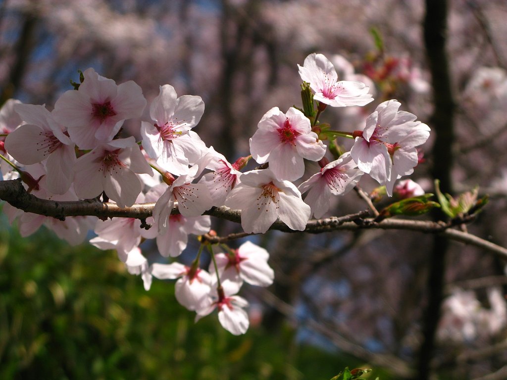 サクラの花-その1