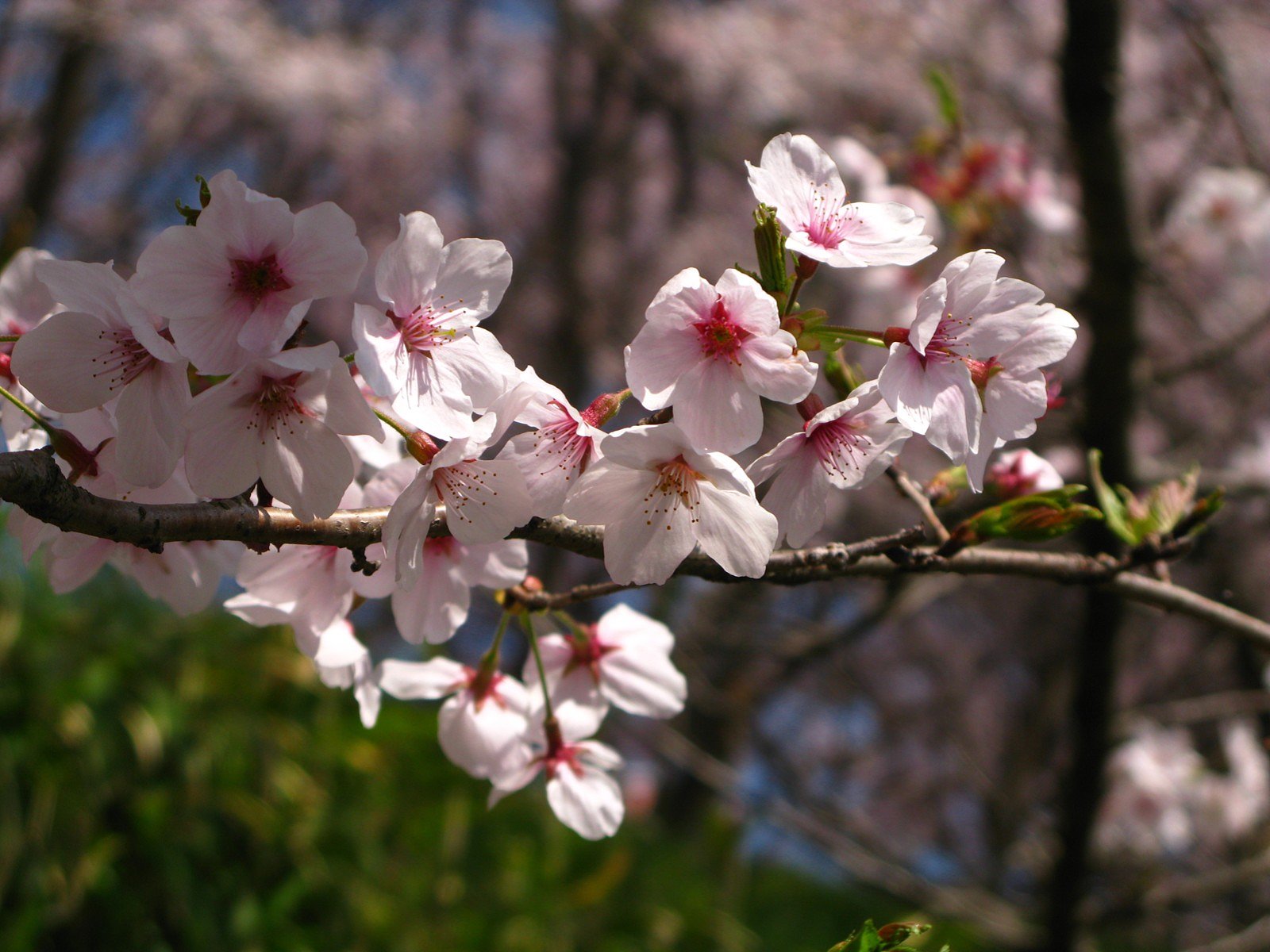 サクラの花-その1