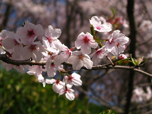 サクラの花-その1