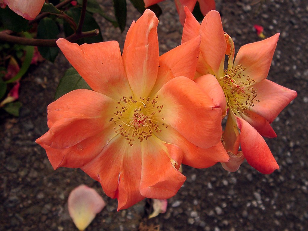 ▼道端のバラの花