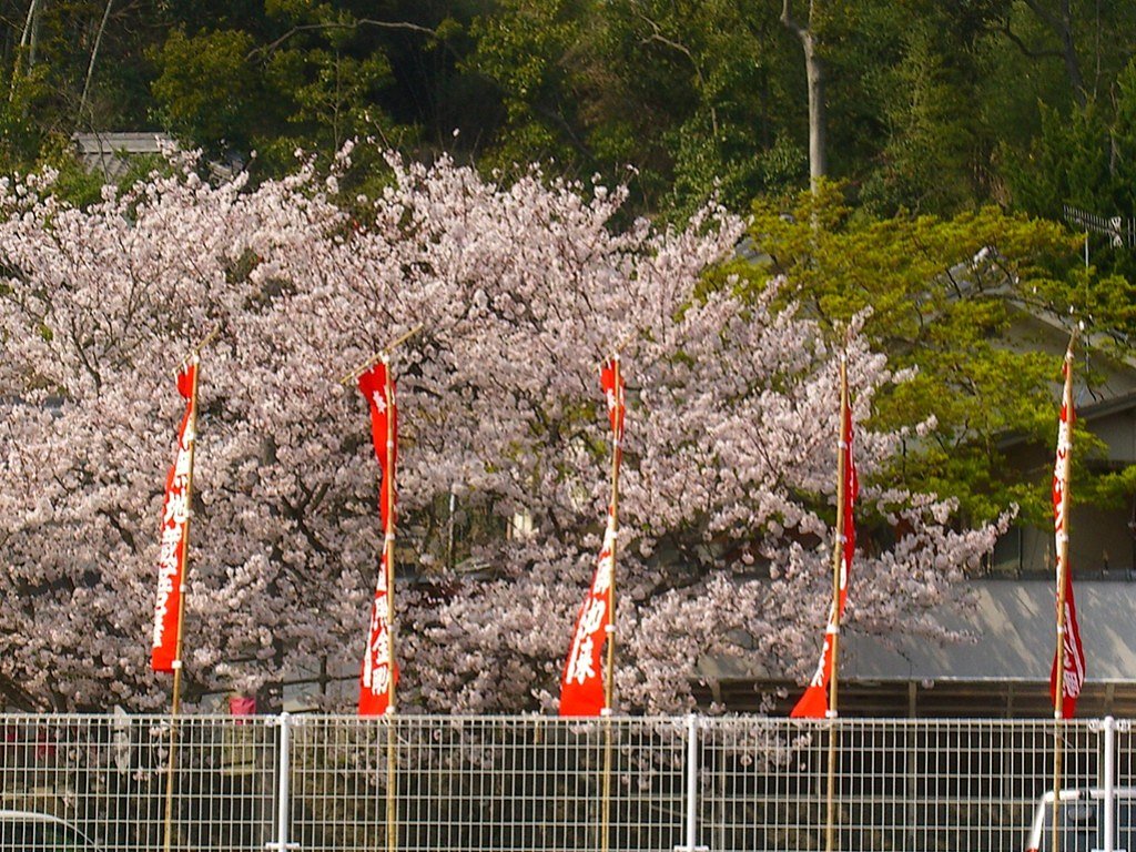 寺のサクラ