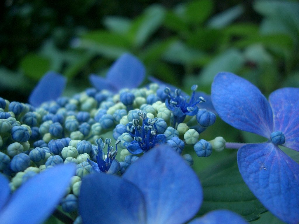 両性花開花