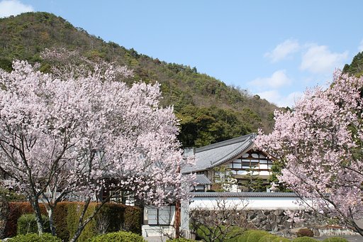 桜花香る