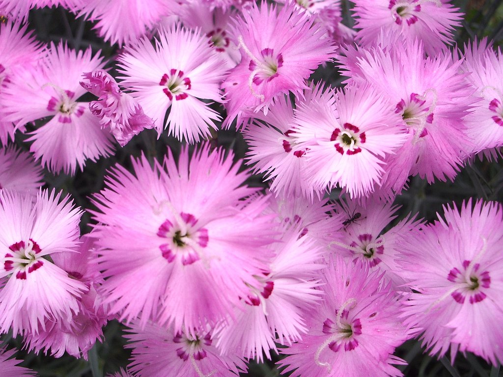 花火のようなぁ・・・