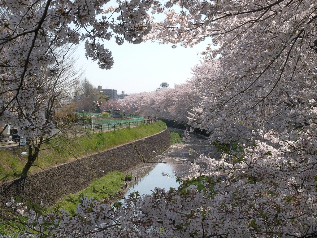 満開の花の間から