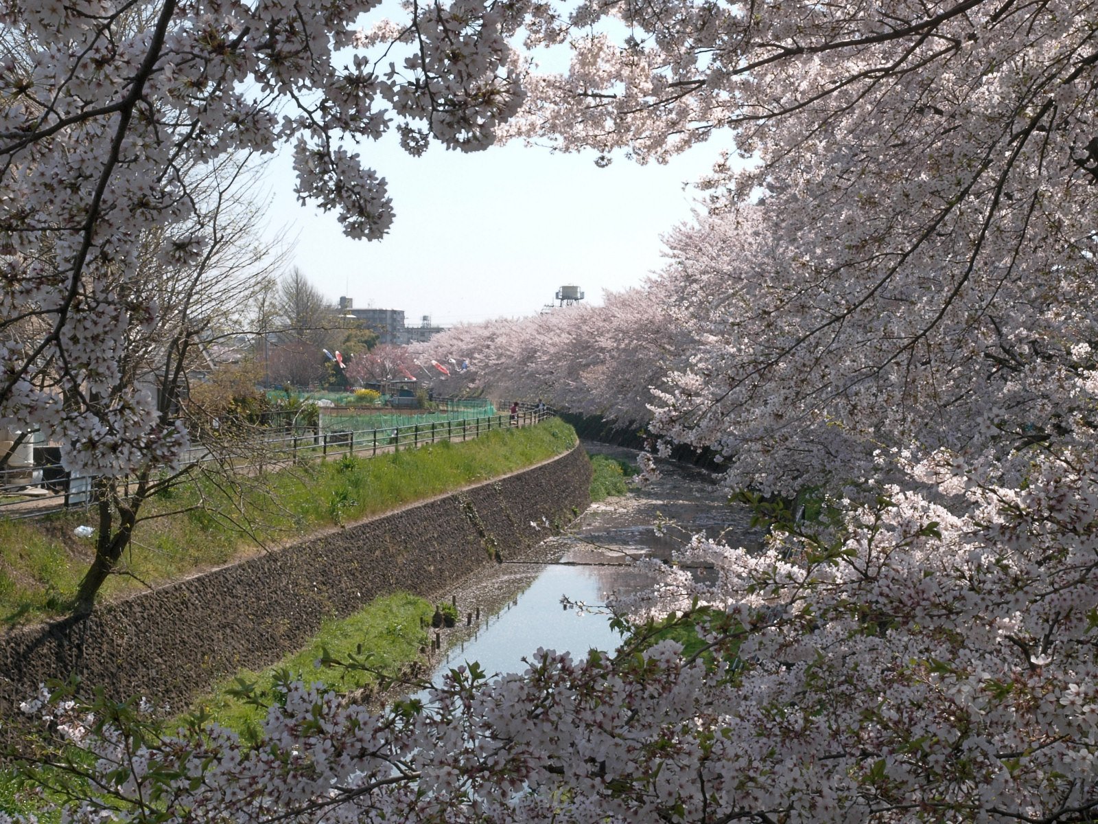 満開の花の間から