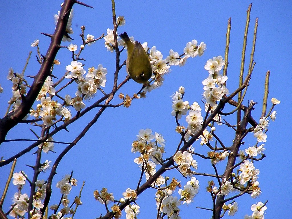 ★ウメの花くらべ-16 新茶青とメジロ②