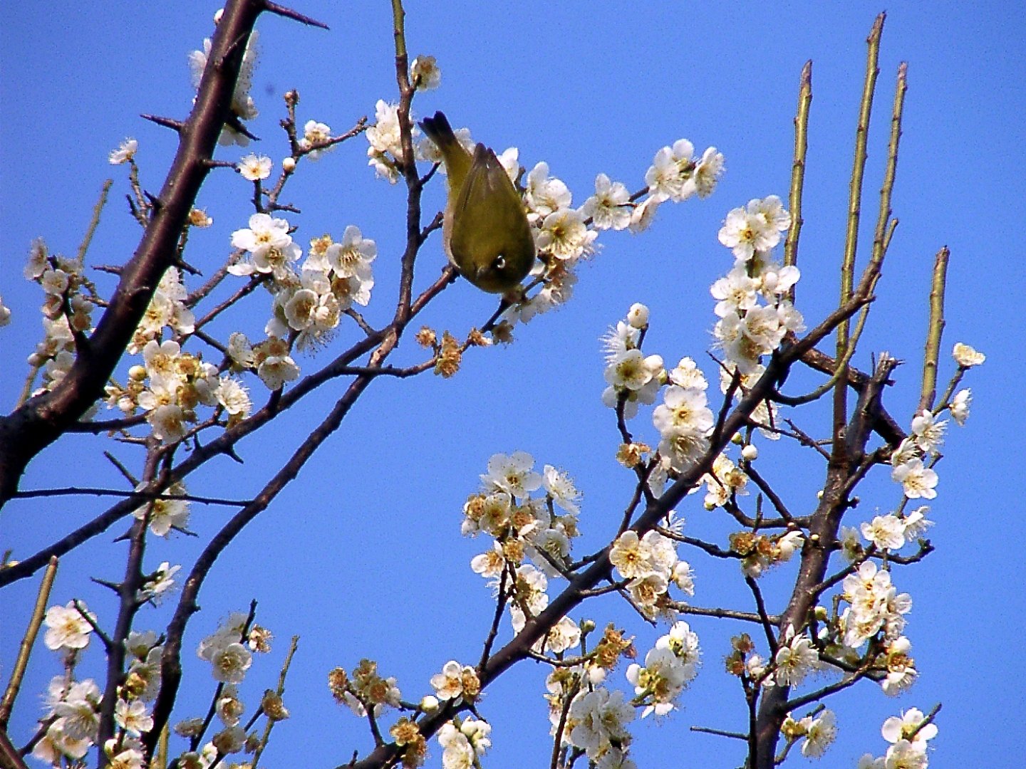 ★ウメの花くらべ-16 新茶青とメジロ②