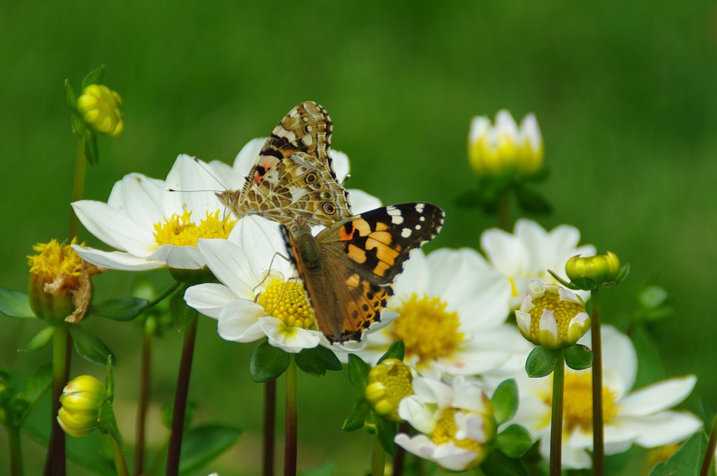 Two butterflies