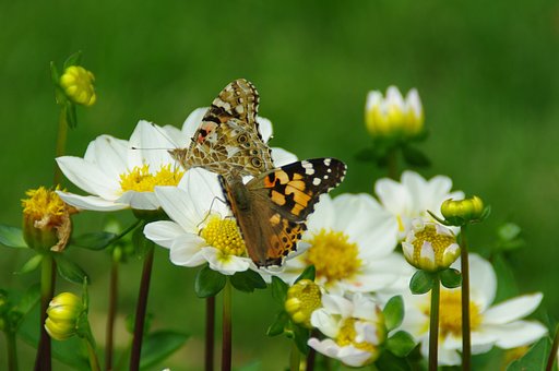 Two butterflies